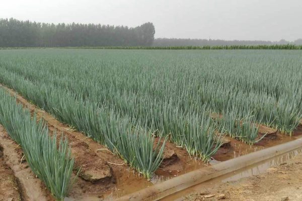 Green Onions Cultivation